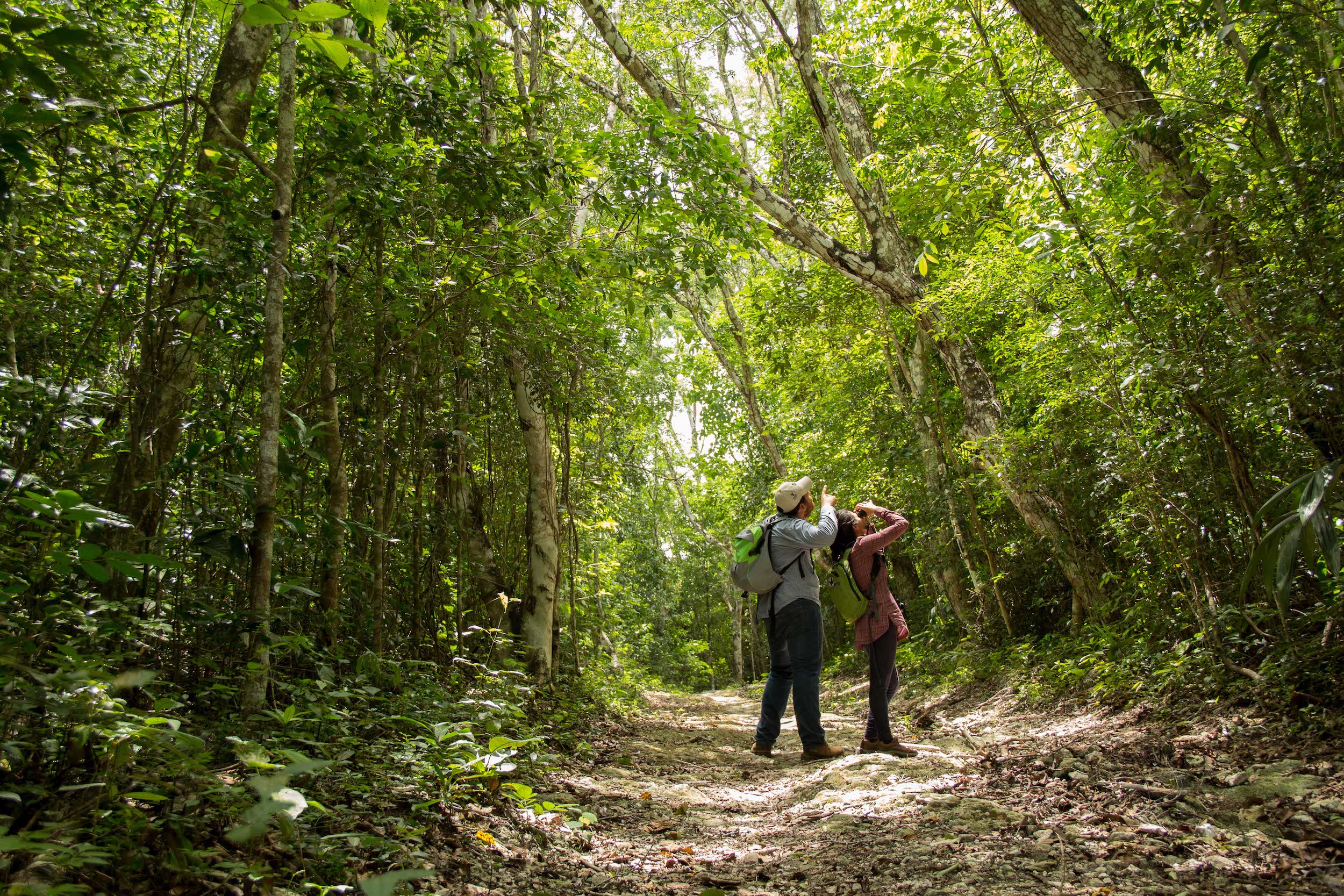 Senderos naturales de Calakmul